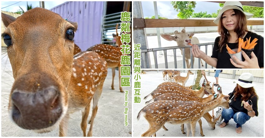 鹿粼梅花鹿園區