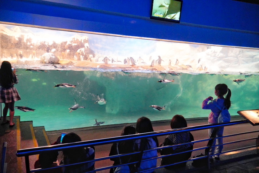 海生館餵企鵝