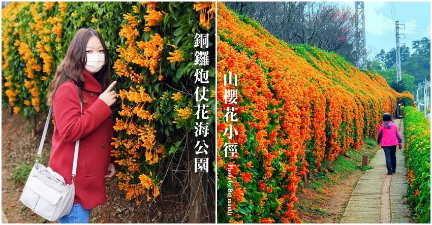 銅鑼炮仗花海公園