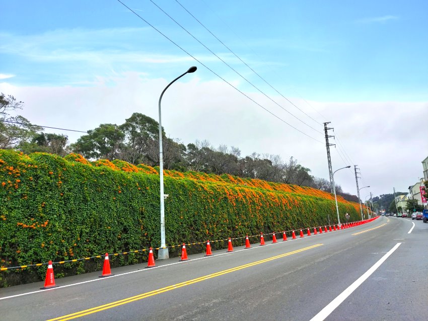 銅鑼炮仗花海公園