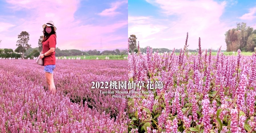 2022桃園仙草花節