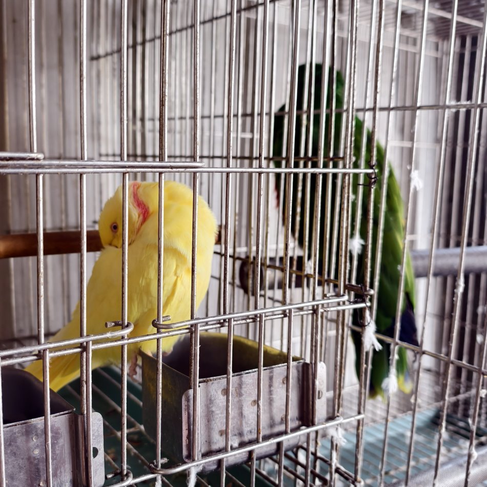 小美布丁蛋糕